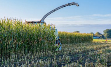 Mısır tarlası mısır helikopteri tarafından hasat edilir.