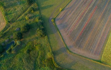 Farklı renkte güller İHA ile çekilmiş.