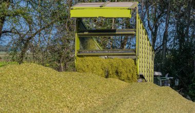 Unloading corn on a corn silage during the corn harvest