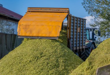 Unloading corn on a corn silage during the corn harvest