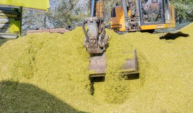 Excavator distributes corn on a corn silage during the corn harvest