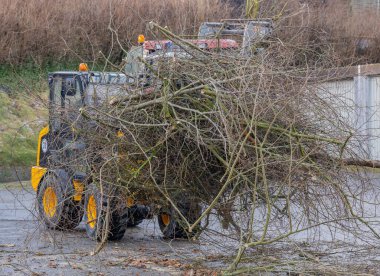 Ağaç işi ve ağaçlar hastalıklı bir ağaçta devrildi.