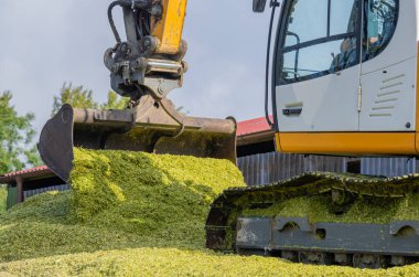 Excavator distributes corn on a corn silage during the corn harvest