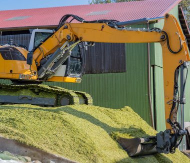 Excavator distributes corn on a corn silage during the corn harvest