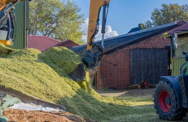 Excavator distributes corn on a corn silage during the corn harvest