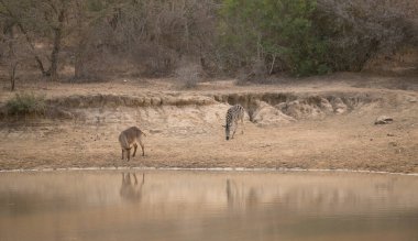 Güney Afrika 'daki Kruger Ulusal Parkı' nda bir su birikintisinde zebra ve su geyiği.