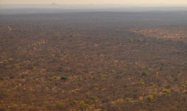 Hava manzarası - Kruger Ulusal Parkı 'ndaki Flora Botanik Bush Güney Afrika