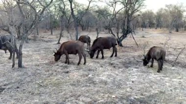 Afrika bizonu olarak da bilinen Cape Buffalo, Güney Afrika Kruger Ulusal Parkı 'nın çalılığında.