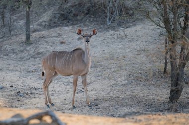 Afrika Hayvanları Kruger Ulusal Parkı Güney Afrika 'da Daha Büyük Kudu Kadınları