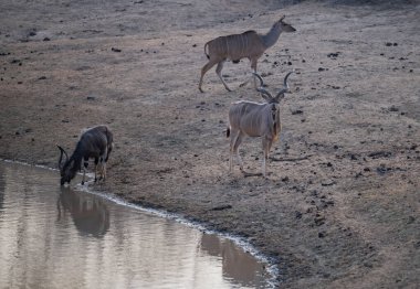 Afrika hayvanları Erkek Büyük Kudu Strepsiceros, dişi Büyük Kudu ve Güney Afrika Kruger Ulusal Parkı 'ndaki su birikintisinde bir Nyala.