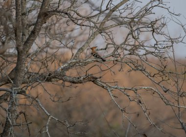 Afrika hayvanları, Güney Afrika Kruger Ulusal Parkı 'nın çalılıklarında Afrika Hoopoe' ları.