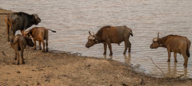 African animals Cape buffalo, also known as African buffalo, at the waterhole in Kruger National Park South Africa clipart