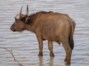 Afrika Bufalosu, aynı zamanda Afrika Bufalosu olarak da bilinir Kruger Ulusal Parkı 'ndaki su birikintisinde.