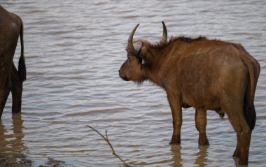 Afrika Bufalosu, aynı zamanda Afrika Bufalosu olarak da bilinir Kruger Ulusal Parkı 'ndaki su birikintisinde.