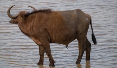 Afrika Bufalosu, aynı zamanda Afrika Bufalosu olarak da bilinir Kruger Ulusal Parkı 'ndaki su birikintisinde.