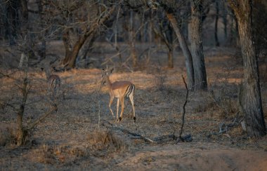 Afrika hayvanları Impala, aynı zamanda siyah burunlu impala olarak da bilinir, Güney Afrika 'daki Kruger Ulusal Parkı' nın çalılığında.