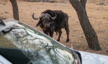 Afrika Bufalosu, aynı zamanda Afrika Bufalosu olarak da bilinir, Kruger Ulusal Parkı 'nın çalılıklarında, Güney Afrika