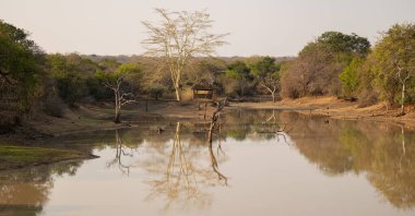 Peyzaj - Kruger Ulusal Parkı 'ndaki Flora Botanik Bush