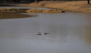 Kruger Ulusal Parkı Güney Afrika 'da su aygırı denilen Afrikalı hayvanlar.