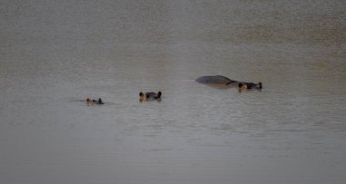 Kruger Ulusal Parkı Güney Afrika 'da su aygırı denilen Afrikalı hayvanlar.