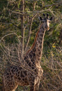 African animals Giraffe in the bush of Kruger National Park South Africa clipart