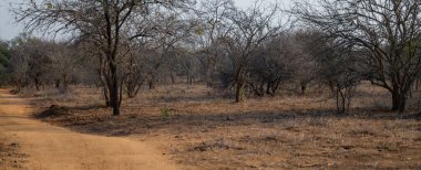 Landscape - Flora Botany Bush in Kruger Nationalpark clipart