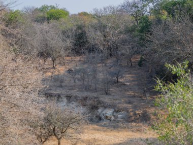 Peyzaj - Kruger Ulusal Parkı 'ndaki Flora Botanik Bush