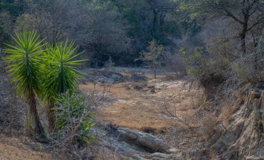 Landscape - Flora Botany Bush in Kruger Nationalpark clipart