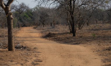 Peyzaj - Kruger Ulusal Parkı 'ndaki Flora Botanik Bush