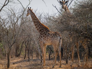 Afrika hayvanları çalılıklarda zürafalar Kruger Ulusal Parkı Güney Afrika