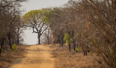Afrika hayvanları çalılıklarda zürafalar Kruger Ulusal Parkı Güney Afrika