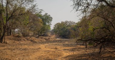 Peyzaj - Kruger Ulusal Parkı 'ndaki Flora Botanik Bush
