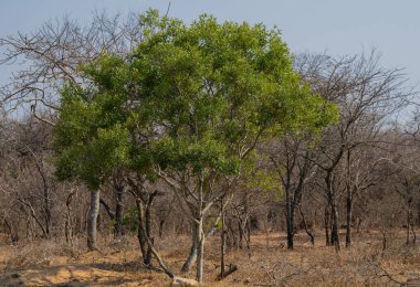 Euclea jackalberry, Afrika kıtasında bulunan Kruger Ulusal Parkı 'nda bulunan bir ağaçtır.