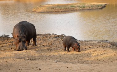 Kruger Ulusal Parkı Güney Afrika 'da su aygırı denilen Afrikalı hayvanlar.