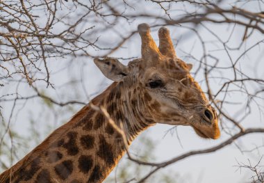 African animals Giraffe in the bush of Kruger National Park South Africa clipart