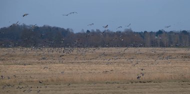 Hamburg yakınlarındaki Wedeler Marsch 'ta kaya midyesi kazları için dinlenme ve kış alanı.