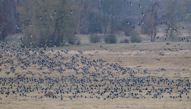 Hamburg yakınlarındaki Wedeler Marsch 'ta kaya midyesi kazları için dinlenme ve kış alanı.