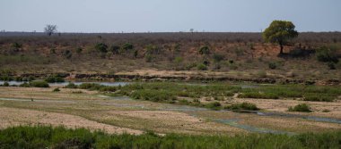 Peyzaj - Kruger Ulusal Parkı 'ndaki Flora Botanik Bush