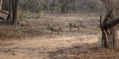Afrika domuzları Kruger Ulusal Parkı 'nın çalılıklarında Güney Afrika' da