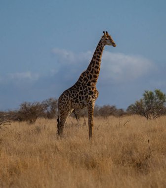 Afrika Hayvanları Zürafası Kruger Ulusal Parkı 'nın çalılıklarında Güney Afrika