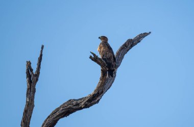 Kruger Ulusal Parkı 'nda daha az benekli Afrika hayvanları Kruger Ulusal Parkı Güney Afrika