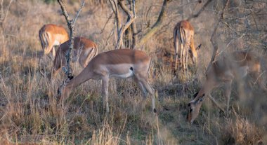 Afrika hayvanları Impala, aynı zamanda siyah burunlu impala olarak da bilinir, Güney Afrika 'daki Kruger Ulusal Parkı' nın çalılığında.
