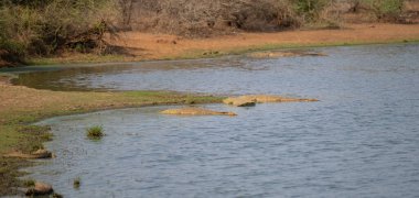 Afrika hayvanları, Kruger Ulusal Parkı 'nda Nil timsahı Kruger Ulusal Parkı Güney Afrika