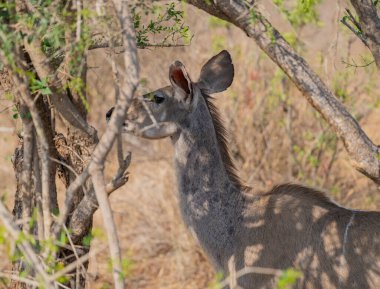 Kruger Ulusal Parkı Güney Afrika 'da Kudu Strepsiceros