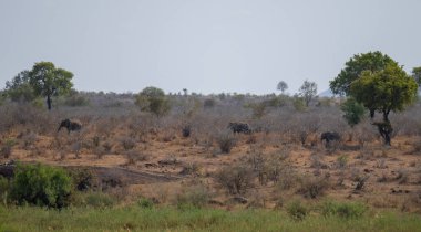 Güney Afrika 'daki Kruger Ulusal Parkı' nın çalılarındaki filler.
