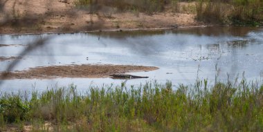 Kruger Ulusal Parkı 'nda Nil timsahı Kruger Ulusal Parkı Güney Afrika