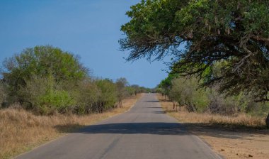 Kruger Ulusal Parkı 'nda Botanik Bush