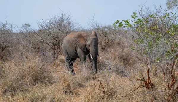 Güney Afrika 'daki Kruger Ulusal Parkı' nın çalılığındaki fil.