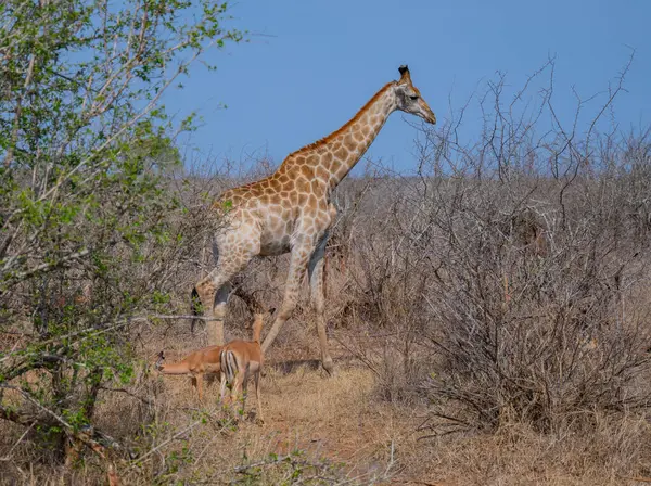 Güney Afrika 'daki Kruger Ulusal Parkı' nın çalılığında zürafa