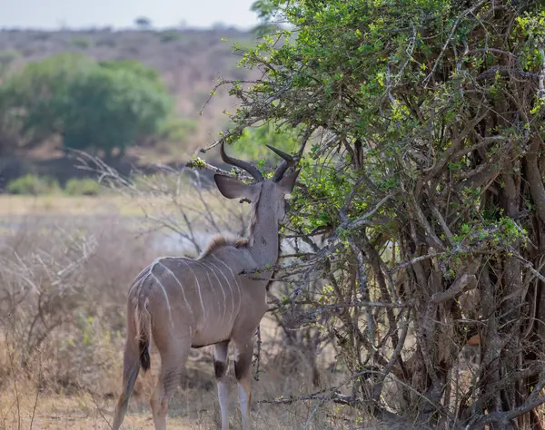 Büyük Kudu Strepsiceros Kruger Ulusal Parkı Güney Afrika